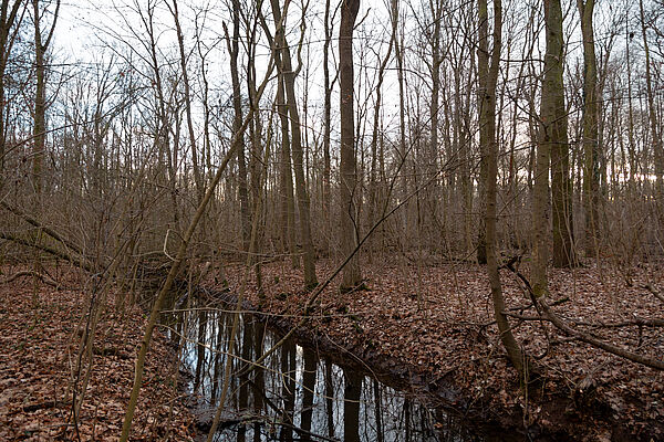 Ein schmaler Bach im Wald. Der Boden daneben ist mit Blättern bedeckt, die Bäume sind kahl.